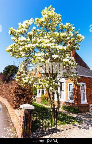 Magnolie Magnolia Grandiflora Magnolienbaum in voller Blüte Magnolia Baum Knospen Magnolia Baum Blume Blüte blauen Himmel UK England Stockfoto