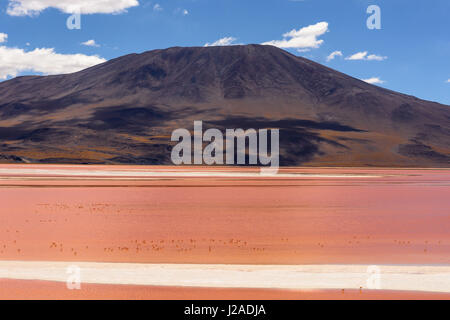 Bolivien, Departamento de Potosí, Sur Lípez, Laguna Colorada Stockfoto