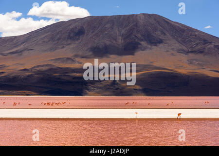 Bolivien, Departamento de Potosí, Sur Lípez, Laguna Colorada Stockfoto