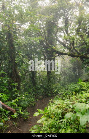 Tief im nebligen Regenwald Stockfoto