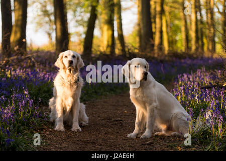 Sonnenuntergang fällt auf zwei golden Retriever in Dockey Wood auf dem Ashridge Anwesen. Stockfoto