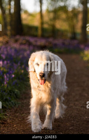 Ein goldener Retriever läuft als Sonnenuntergang fällt auf Dockey Wood auf dem Ashridge Anwesen. Stockfoto