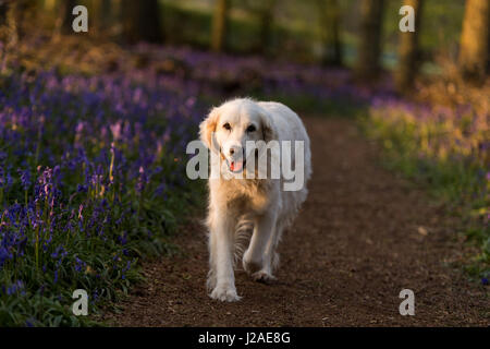 Ein goldener Retriever läuft als Sonnenuntergang fällt auf Dockey Wood auf dem Ashridge Anwesen. Stockfoto