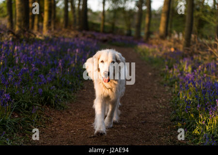 Ein goldener Retriever läuft als Sonnenuntergang fällt auf Dockey Wood auf dem Ashridge Anwesen. Stockfoto