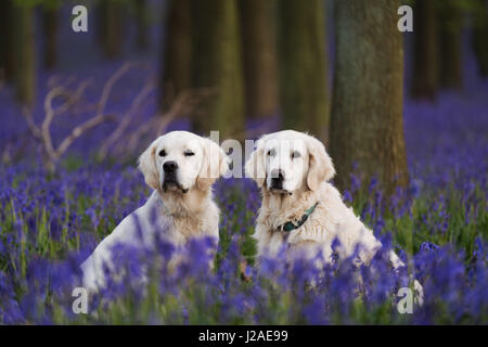 Zwei golden Retriever sitzen unter den Glockenblumen in Dockey Wood auf dem Ashridge Anwesen. Stockfoto