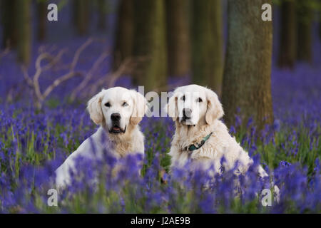 Zwei golden Retriever sitzen unter den Glockenblumen in Dockey Wood auf dem Ashridge Anwesen. Stockfoto