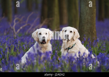 Zwei golden Retriever sitzen unter den Glockenblumen in Dockey Wood auf dem Ashridge Anwesen. Stockfoto