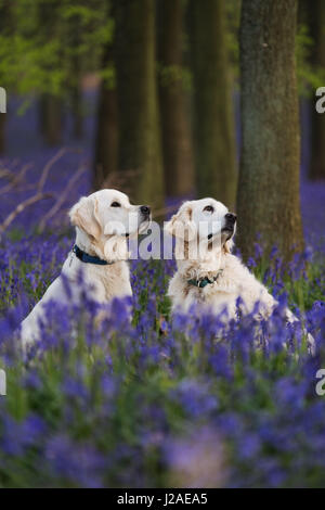 Zwei golden Retriever sitzen unter den Glockenblumen in Dockey Wood auf dem Ashridge Anwesen. Stockfoto