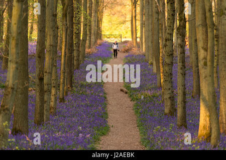 Dockey Wood Glockenblumen bei Sonnenuntergang - Ashridge Estate, Hertfordshire Stockfoto