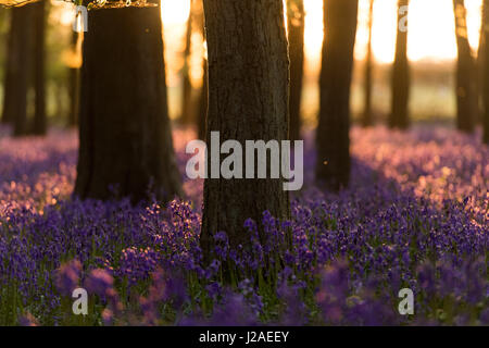 Dockey Wood Glockenblumen bei Sonnenuntergang - Ashridge Estate, Hertfordshire Stockfoto