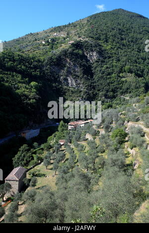 Olivenbaum Felder, Breil Sur Roya, Alpes-Maritimes, 06, Vallee de La Roya, Parc National Du Mercantour, PACA, Frankreich Stockfoto