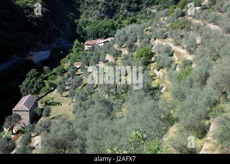 Olivenbaum Felder, Breil Sur Roya, Alpes-Maritimes, 06, Vallee de La Roya, Parc National Du Mercantour, PACA, Frankreich Stockfoto