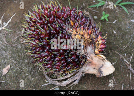 Indonesien, Sumatera Utara, Kabul Langkat, Palmöl-Plantagen Stockfoto