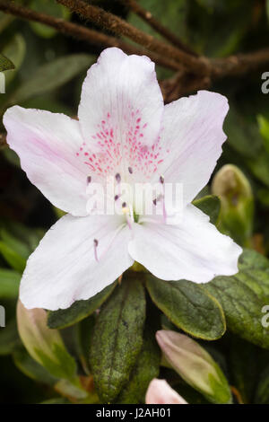 Einzelfeder Blume der Azalee, Rhododendron Ledifolium var Ripense.  Dieses bekannt jetzt als Rhododendron Mucronatum var. Ripense. Stockfoto