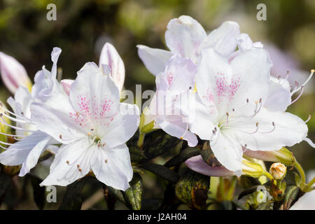 Frühling Blumen der Azalee, Rhododendron Ledifolium var Ripense.  Dieses bekannt jetzt als Rhododendron Mucronatum var. Ripense. Stockfoto