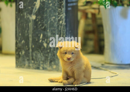 Chow Chow Welpen, Nanfeng Kiln-älteste Brennofen in China, Foshan, in der Nähe von Guangzhou China Stockfoto