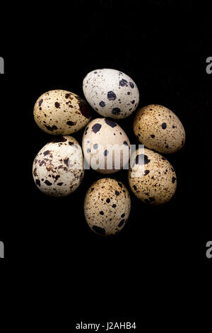 Wachteleier auf einem schwarzen Hintergrund. Viele Wachteleier. Stockfoto