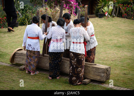 Indonesien, Bali, Kabul Buleleng, Reis kämpfenden Wettbewerb Stockfoto