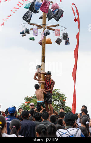 Indonesien, Bali, Kabul Buleleng, Kofferraum klettern die Dorfjugend. Ziel ist es, die Spitze des einen geölten Palm Stängel mit kleinen Geschenken zu erreichen Stockfoto