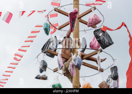 Indonesien, Bali, Kabul Buleleng, Kofferraum klettern die Dorfjugend. Ziel ist es, die Spitze des einen geölten Palm Stängel mit kleinen Geschenken zu erreichen Stockfoto