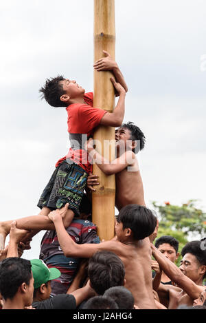 Indonesien, Bali, Kabul Buleleng, Kofferraum klettern die Dorfjugend. Ziel ist es, die Spitze des einen geölten Palm Stängel mit kleinen Geschenken zu erreichen Stockfoto