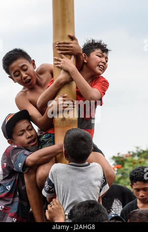 Indonesien, Bali, Kabul Buleleng, Kofferraum klettern die Dorfjugend. Ziel ist es, die Spitze des einen geölten Palm Stängel mit kleinen Geschenken zu erreichen Stockfoto