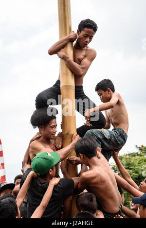 Indonesien, Bali, Kabul Buleleng, Kofferraum klettern die Dorfjugend. Ziel ist es, die Spitze des einen geölten Palm Stängel mit kleinen Geschenken zu erreichen Stockfoto