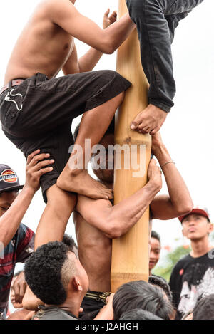 Indonesien, Bali, Kabul Buleleng, Kofferraum klettern die Dorfjugend. Ziel ist es, die Spitze des einen geölten Palm Stängel mit kleinen Geschenken zu erreichen Stockfoto