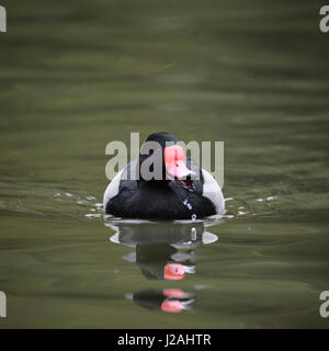 Porträt des Rosy-Billed Tafelenten Ente Vogel Netta Peposaca auf dem Wasser im Frühjahr Stockfoto