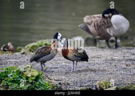 Paar weiß konfrontiert Pfeifen Enten putzen einander im Frühjahr gedeckt Stockfoto