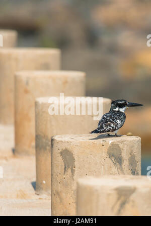 Riesigen afrikanischen Eisvogel warten auf eine Beute, thront auf einem Pfosten entlang die Straße, rechts über die Brücke - Krüger-Nationalpark Stockfoto