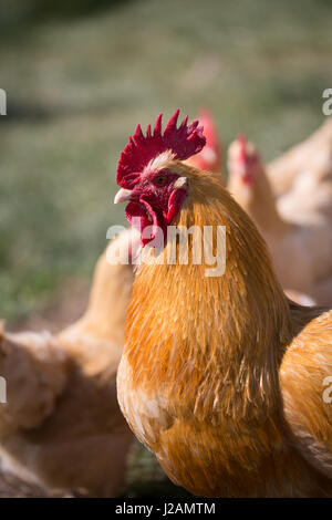 Buff Orpington Hahn Stockfoto