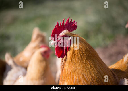 Buff Orpington Hahn Stockfoto