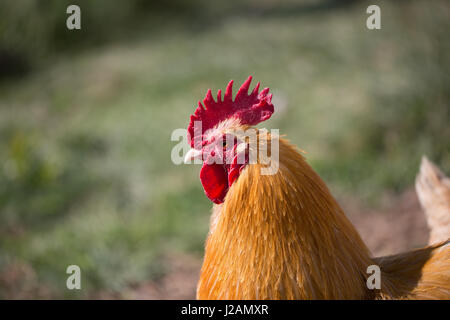 Hahn Kopf geschossen Stockfoto