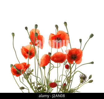 Bouquet  of red poppies isolated on white background. Stockfoto