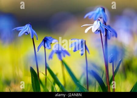 blaue Blumen in der Frühlingssonne Stockfoto