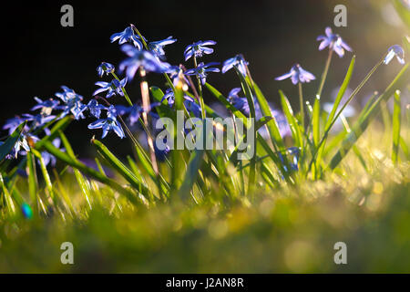 Ansammlung von kleinen blauen Blüten in der Sonne Stockfoto