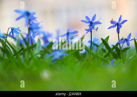 Ansammlung von kleinen blauen Blüten mit einem Fehler Stockfoto