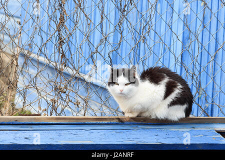 schöne Katze auf blauem Grund aus Holz Stockfoto