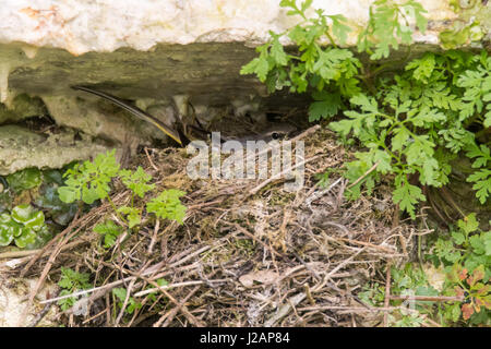 Gebirgsstelze (Motacilla Cinerea) auf dem Nest sitzen. Bunter Vogel in der Familie Motacillidae Küken auf dem Nest von Stöcken ausgebrütet Inkubation neu Stockfoto