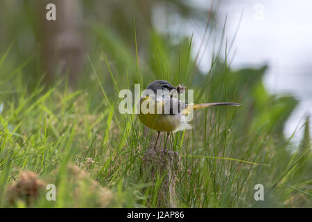 Gebirgsstelze (Motacilla Cinerea) mit Insekten im Schnabel. Bunter Vogel in der Familie Motacillidae, mit Eintagsfliegen gesammelt von oberhalb der Wasseroberfläche Stockfoto