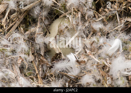 Höckerschwan (Cygnus Olor) Ei im Nest. Ein großes Ei mit neun von Federn versteckt, während Elternvögel Fehlen von Inkubation Stockfoto