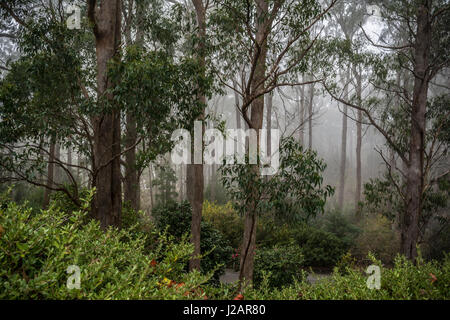 Die majestätischen Eukalyptusbäumen von Mount Lofty Botanischer Garten, South Australia, in Nebel getaucht. Gelegen in den Adelaide Hills, Crafers, Südaustralien. Stockfoto