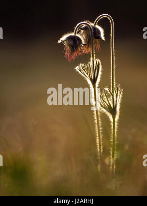 Kleinen Kuhschelle (Pulsatilla Pratensis SSP. Nigricans) Stockfoto