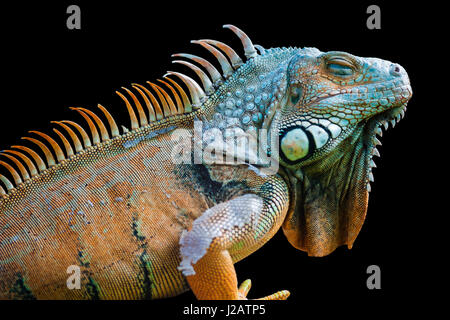 Schlafender Drache - close-up Portrait von einem ruhenden Orange farbigen männlichen grünen Leguan (Iguana Iguana) isoliert auf schwarz. Stockfoto