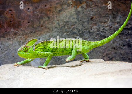 Jemenchamäleon (Chamaeleo Calyptratus) zu Fuß auf weißem Sand. Stockfoto