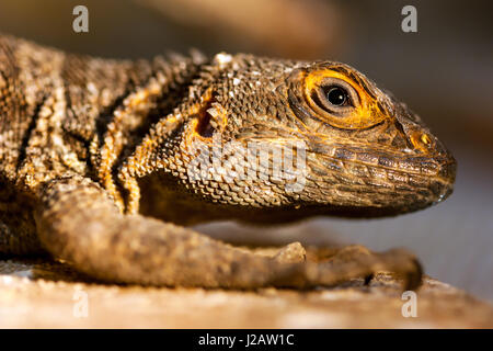 Close-up Portrait von Merrem Madagaskar Swift (unterschieden Cyclurus). Stockfoto