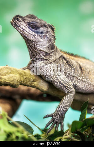 Nahaufnahme eines Webers Segelkärpflinge Eidechse (Hydrosaurus Weberi). Stockfoto