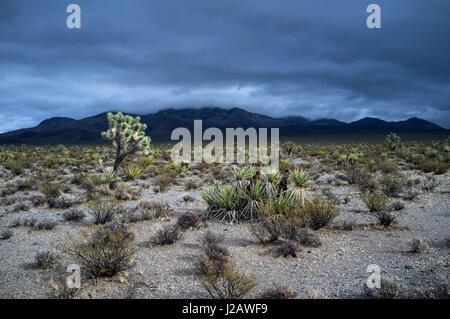 Blick auf Landschaft und Berge vor dramatischen Himmel, Mojave-Wüste, Nevada, USA Stockfoto