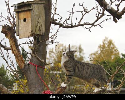 Hauskatze schleicht sich Vogel Nistkasten, Brandenburg, Deutschland | weltweite Nutzung Stockfoto